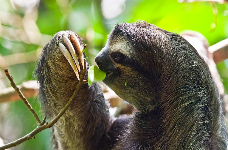 One of the sloth facts is they have conical teeth