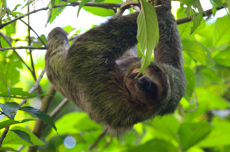 One of the sloth facts is they are good at hanging on tree branches