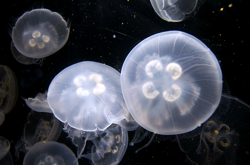 jellyfish eating
