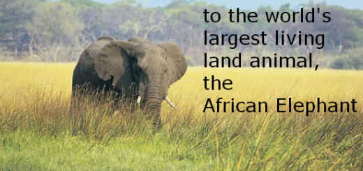 facts about africa
