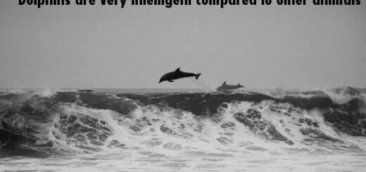 dolphin facts