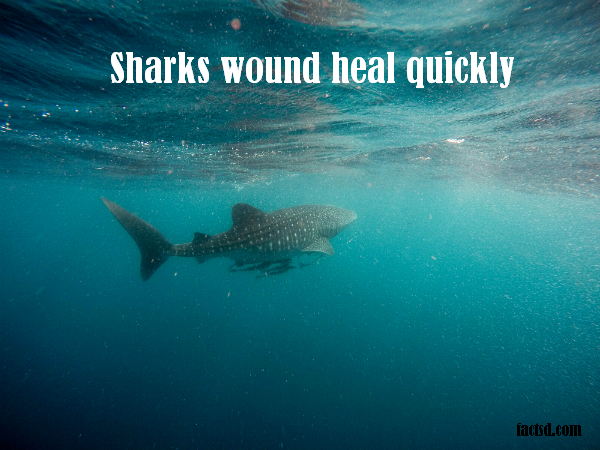 shark facts