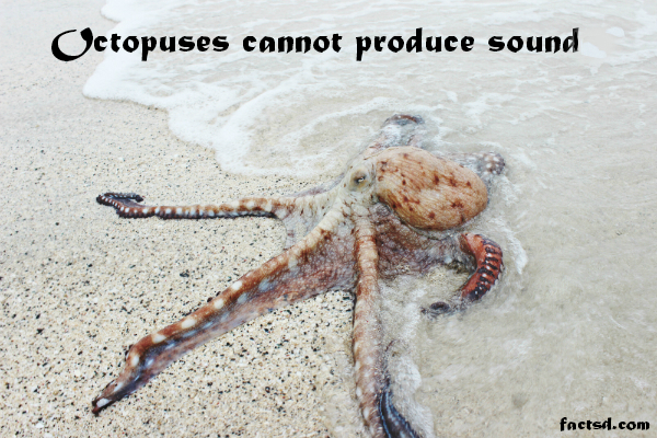 octopus facts
