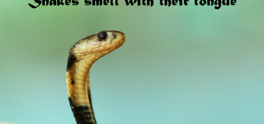 snake facts
