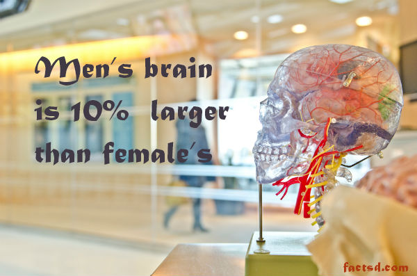 brain facts
