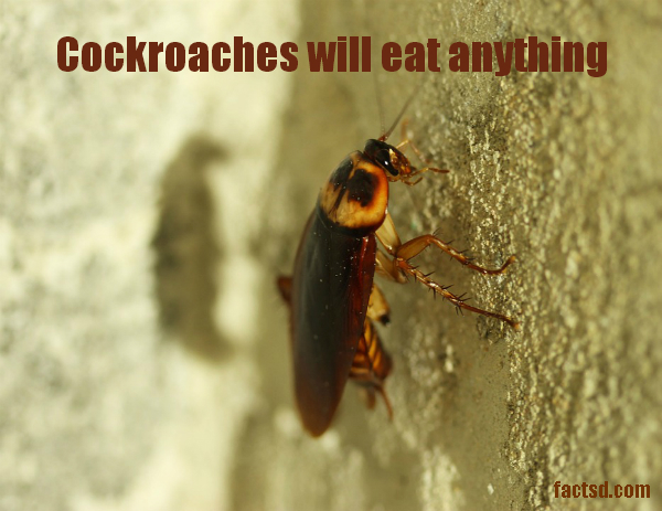 cockroach facts