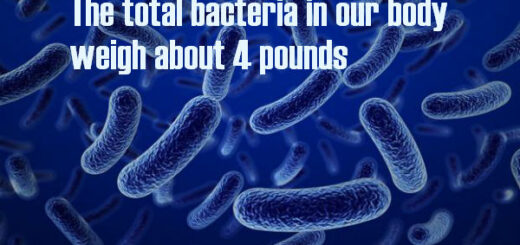bacteria facts