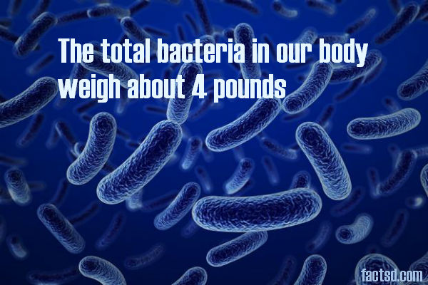 bacteria facts