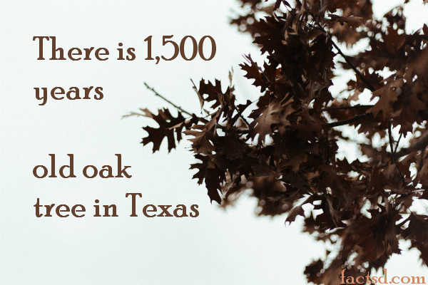 texas facts