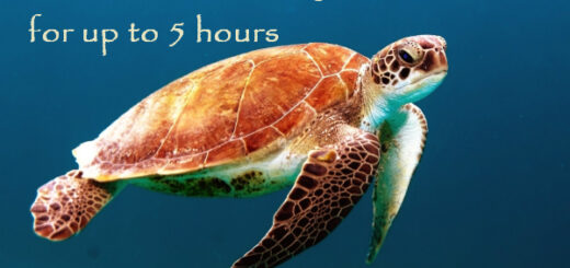 sea turtle facts