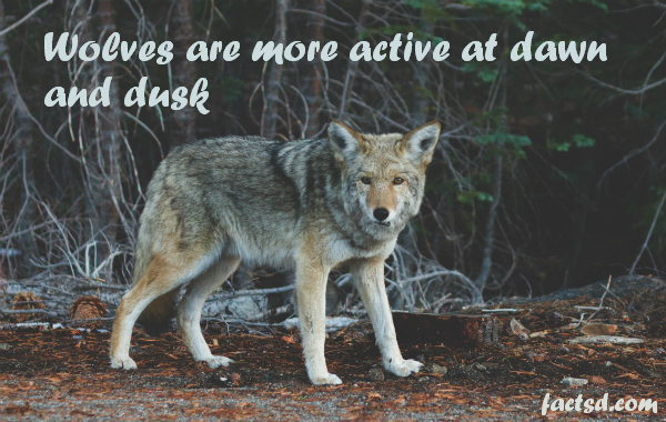 wolf facts