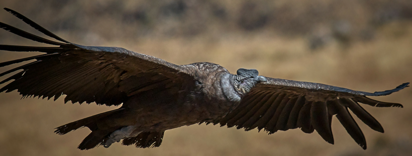 Giant Andean Condor