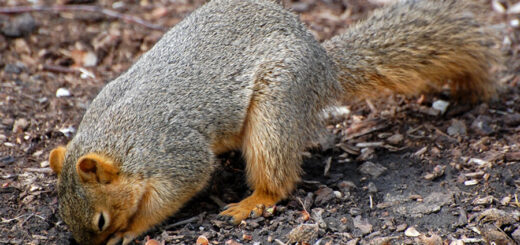 squirrel burying nuts