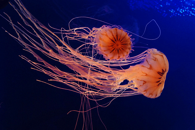 complex jellyfish