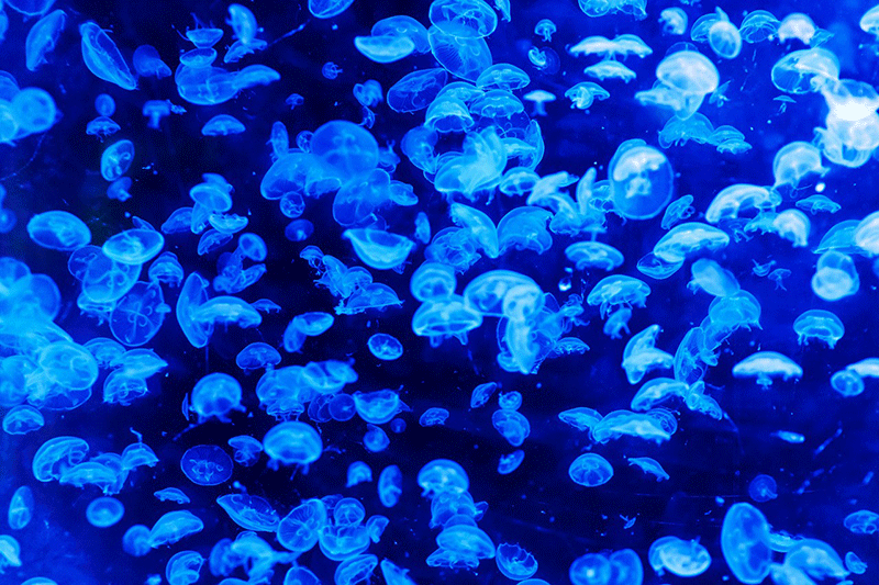 luminated jellyfish
