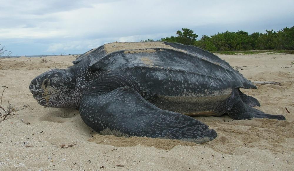 leatherback turtle found in the beach
