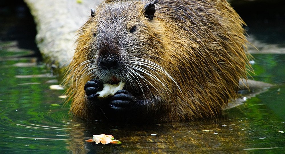 beaver eating