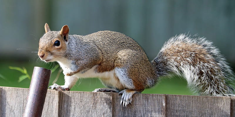 squirrel-img343
