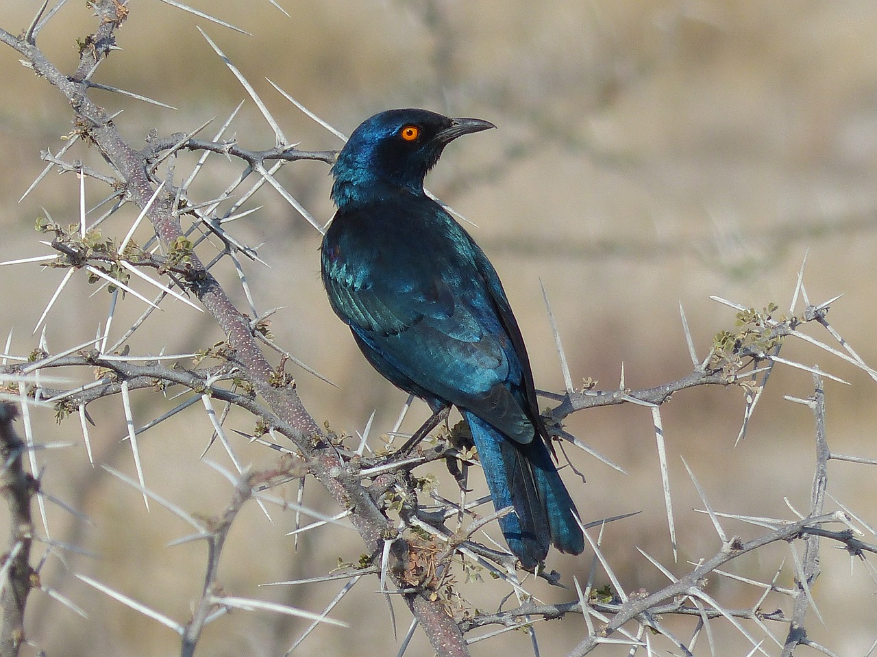 photo of glossy dark blue green Starling bird  on a tree branch