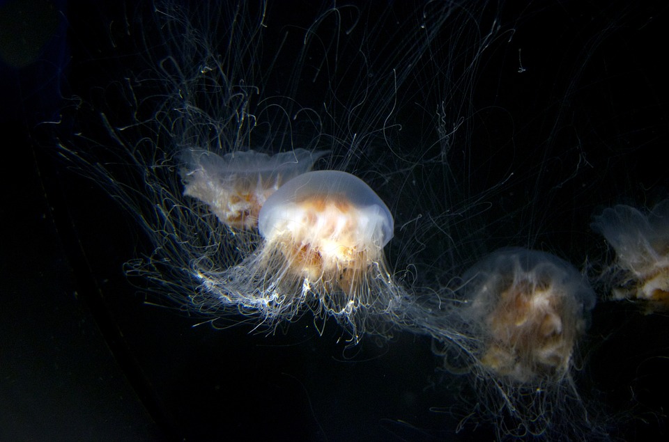 Group of white Jelly Fish
