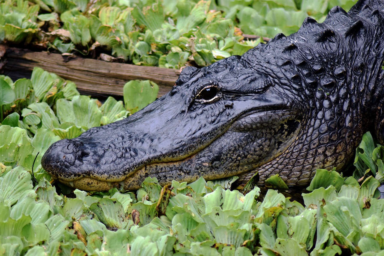 an alligator found in the swamps of Florida