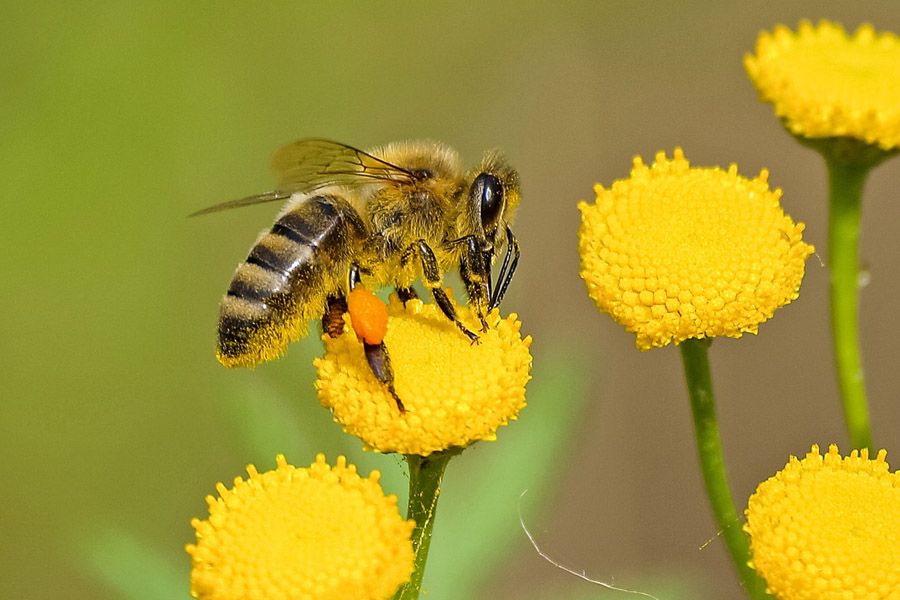 Honey bee on yellow flower