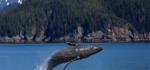 Photo of a humpback whale