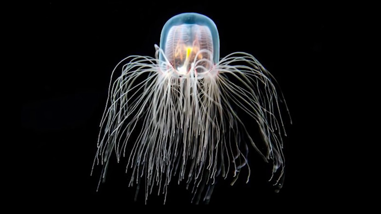 immortal jellyfish on a black background