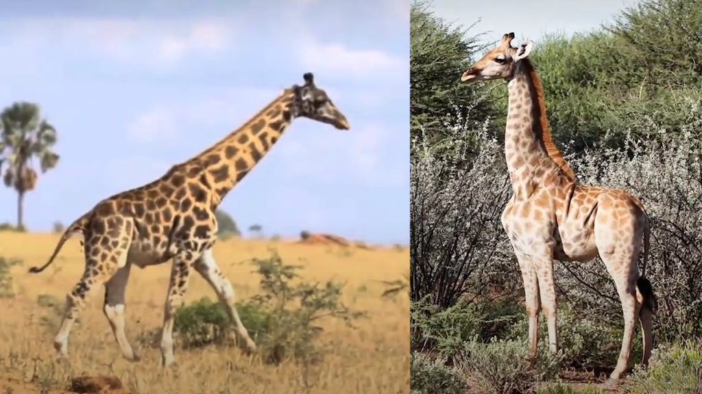 dwarf giraffes