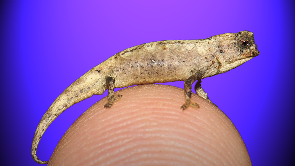 Smallest Reptile